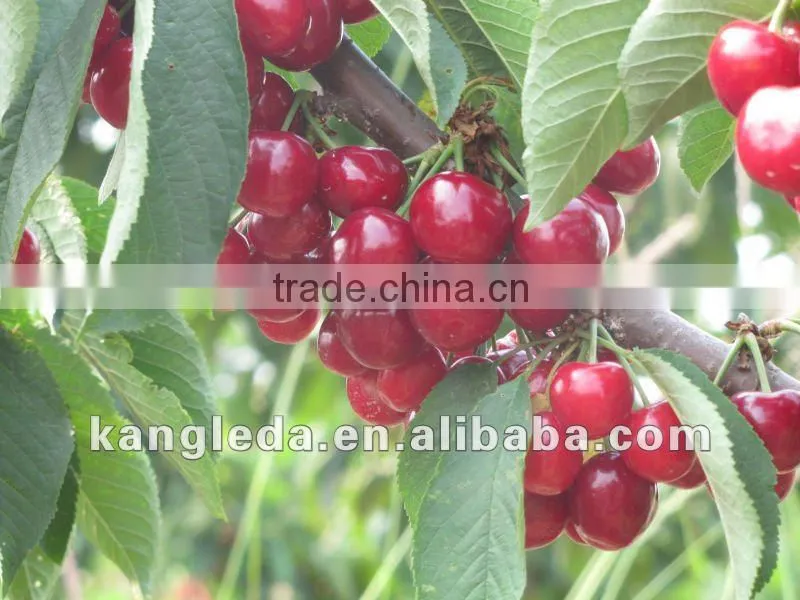 Organic Canned Cherry with natural color