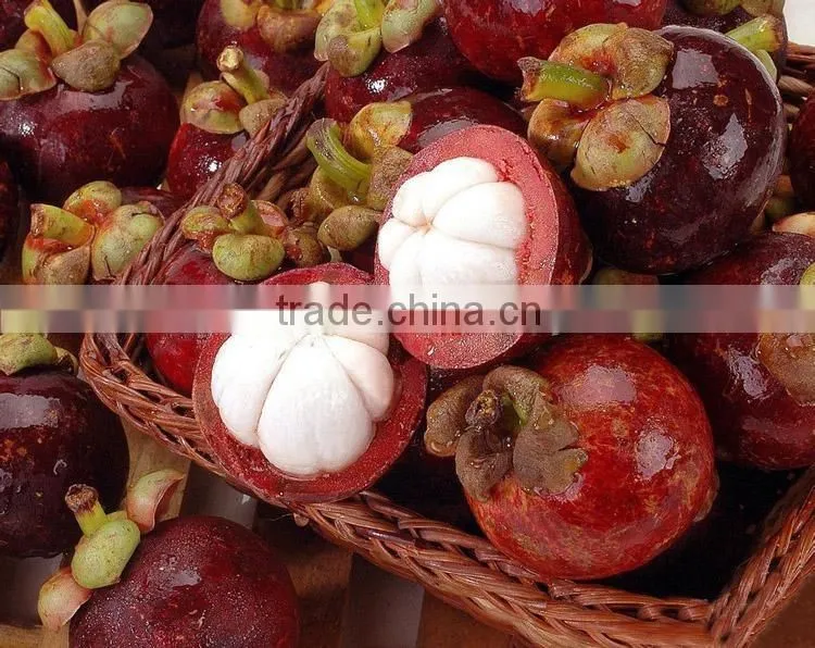 Mangosteen fruit seedling