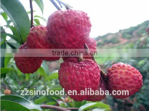 Canned Lychees in Metal Tins Canned Fruit
