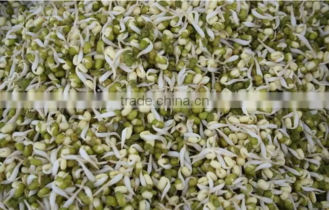 automatic bean sprout machine/bean sprout growing machine