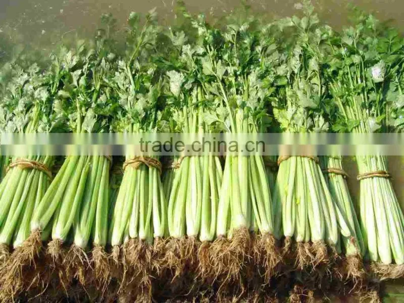 CELERY SEED OIL (Apium graveolens)