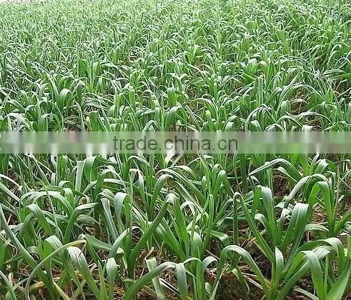 Farm machinery hand planter for garlic