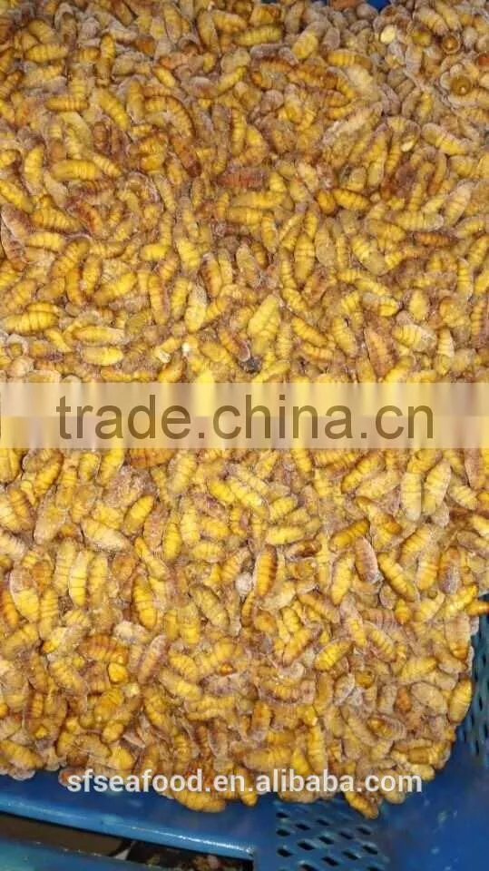 popular seafood in Thailand Frozen Silkworm Chrysalis