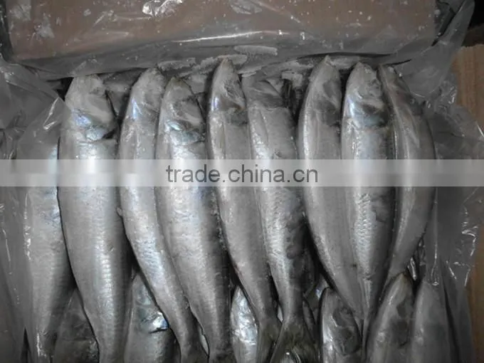 Good quality for bait frozen Sardines