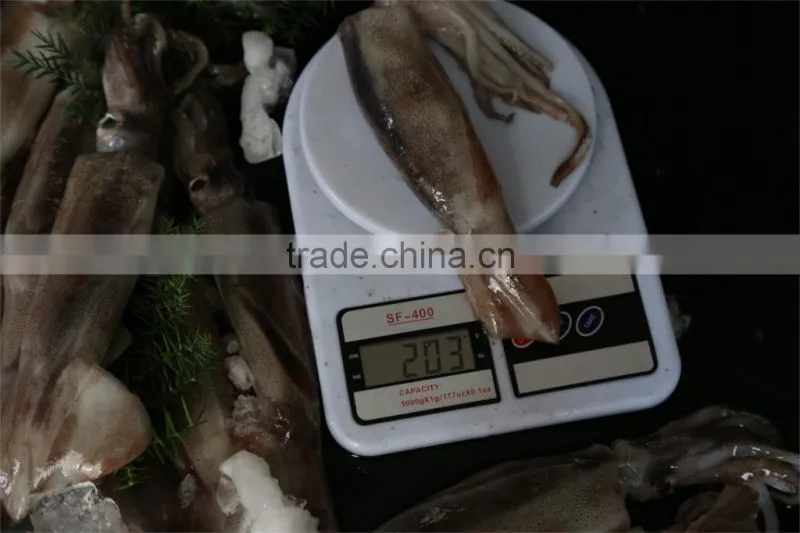 New land sea frozen squid 2015 jigger