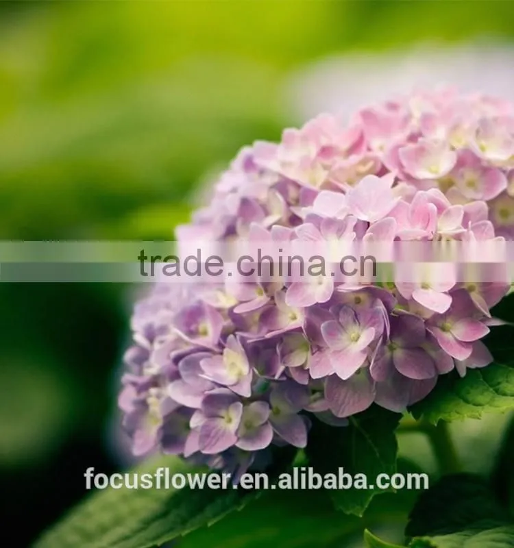 Fresh Artifical Light Pink Hydrangea For Export