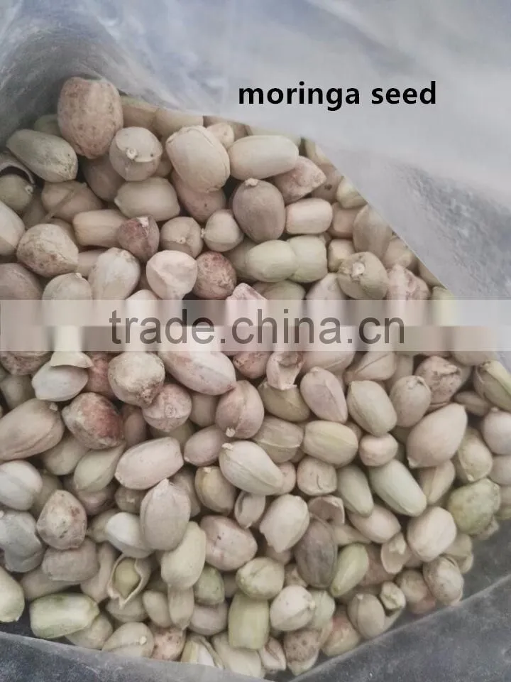 oil press machine with low price for pumpkin seed, cold press Moringa seed oil extracting machine