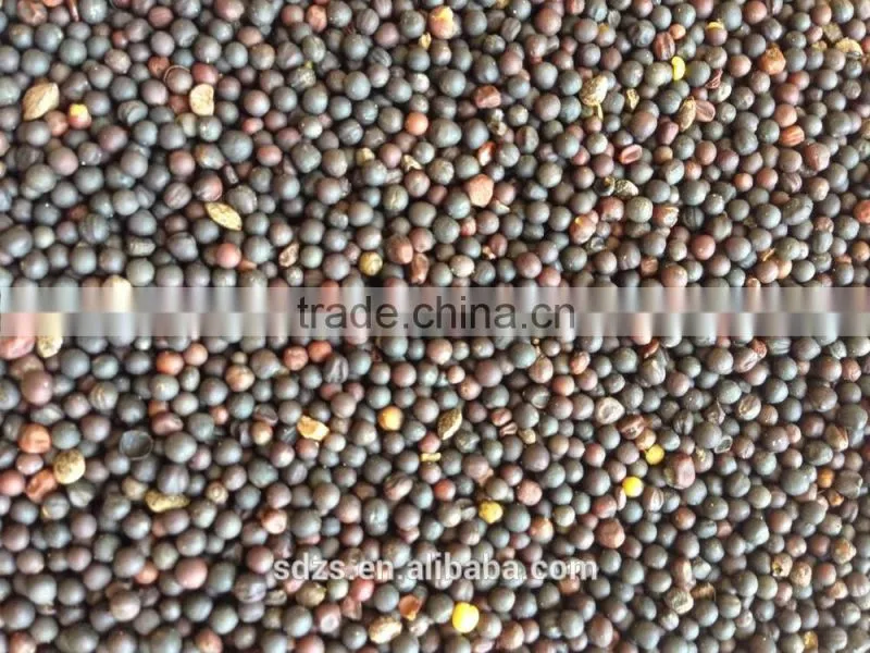 oilseeds rape