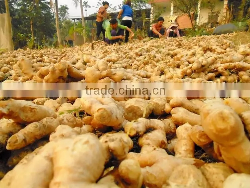 Supply FRESH GINGER (Call: +841687264621 or Skype: anda.ty)