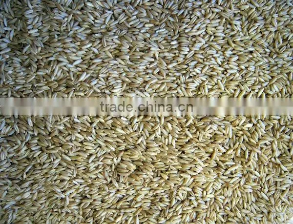 QATS - FEED OAT