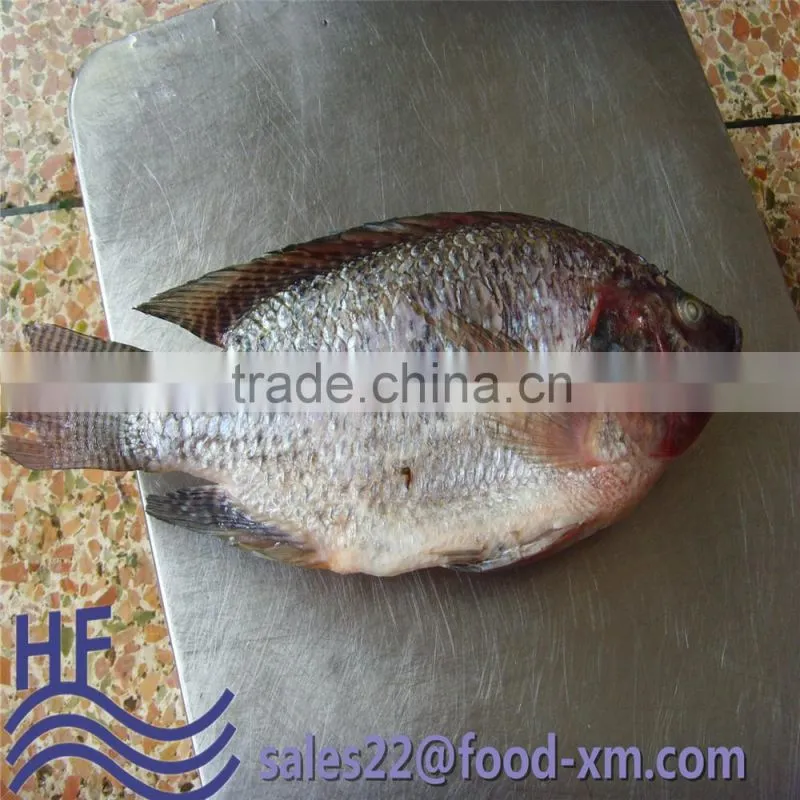 Frozen Gutted Scaled Tilapia Fish whole round