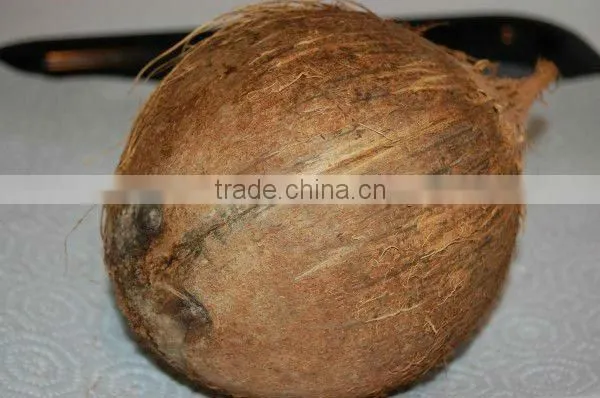 FRESH BIG SIZE COCONUTS