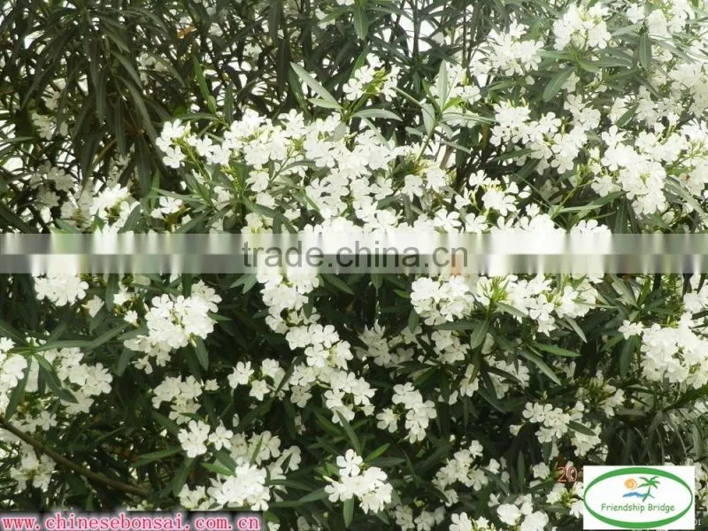 blooming Nerium indicum Milli of outdoor landscaping foliage decorative ornamental plants