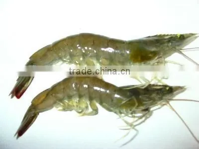 soya lecithin additive for shrimp feed