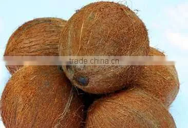 fresh coconuts from pollachi