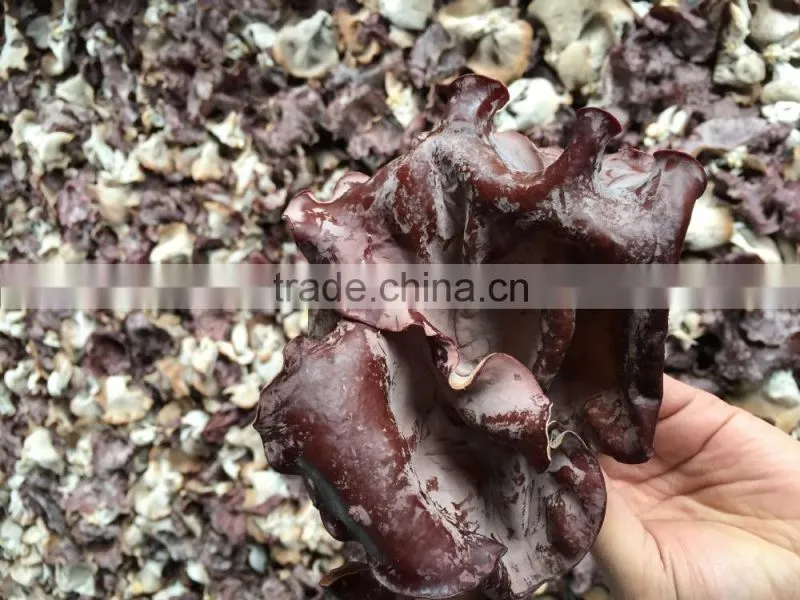 IQF Black Fungus