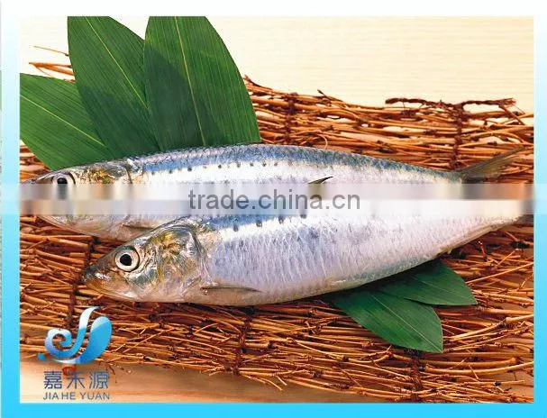 frozen fresh sardine fish for canned fish