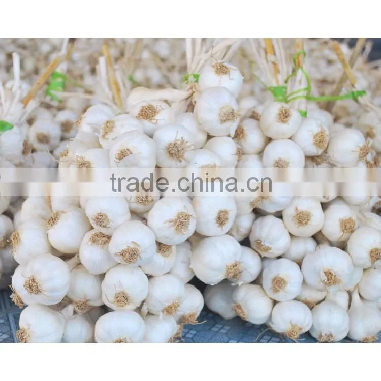 Fresh garlic