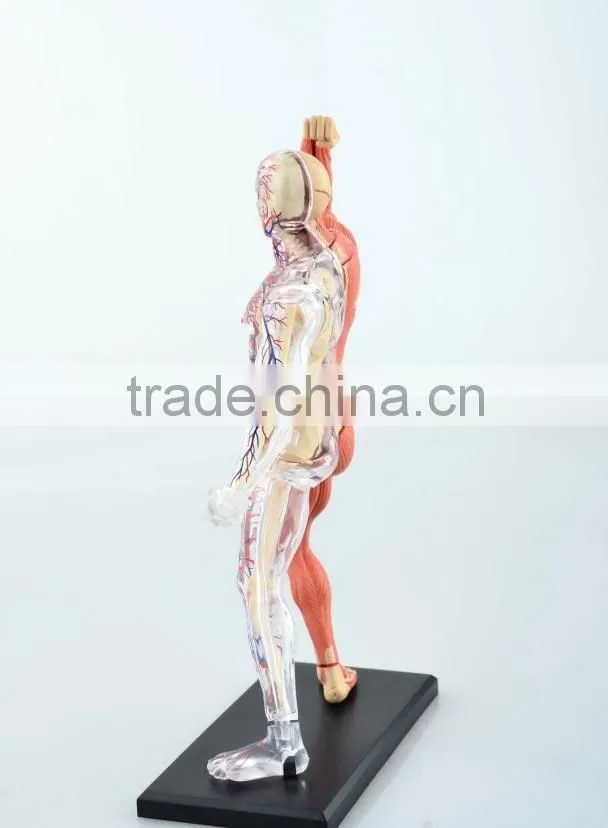 V-HM03 4D MASTER Human tissue model - skeletal muscle and nerve assembly