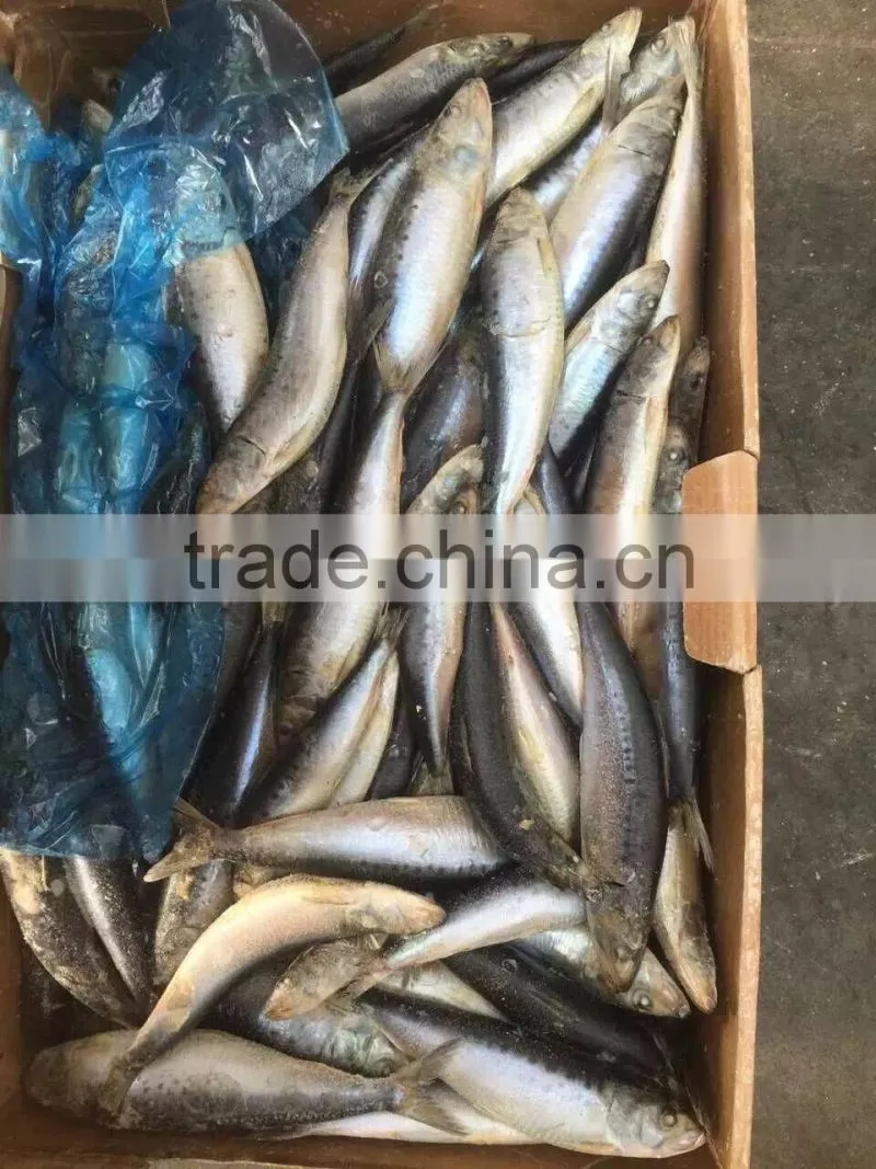 whole round of high quality sardinops melanostictus in 2016