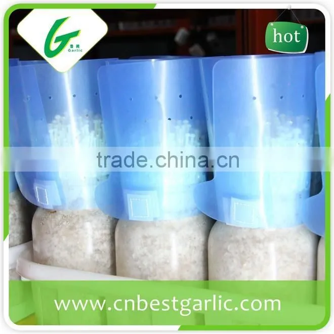 Bottom canned instant enoki mushroom