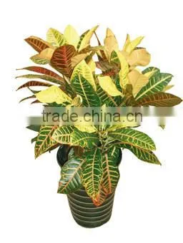 multi color leaves foliage Codiaeum variegatum of outdoor landscaping decorative ornamental plants