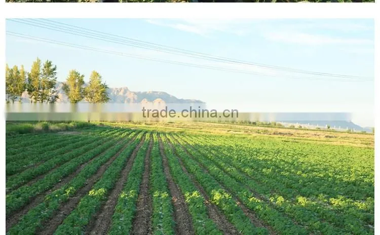 wholesale edible white pumpkin seed price