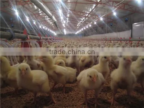 Meat chicken poultry feeding line