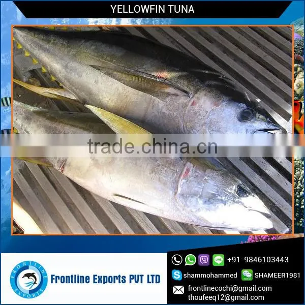 Sashimi Grade A Fresh Yellow Fin Tuna