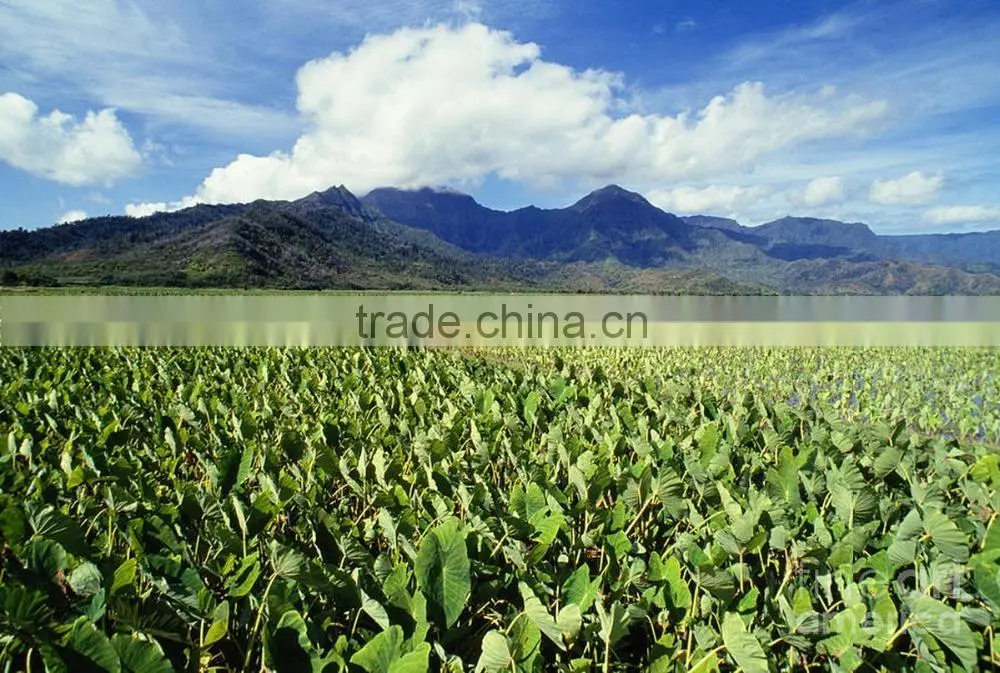 Vietnam Diced Shape Frozen Taro Root Products