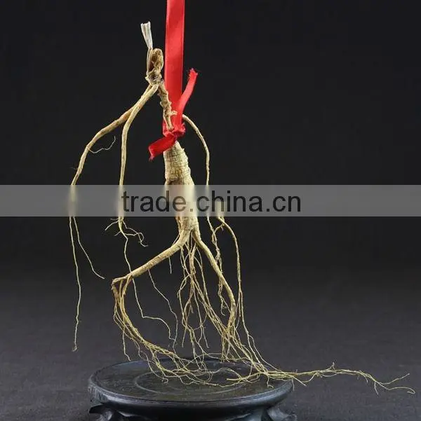 wild ginseng, Jilin wild ginseng
