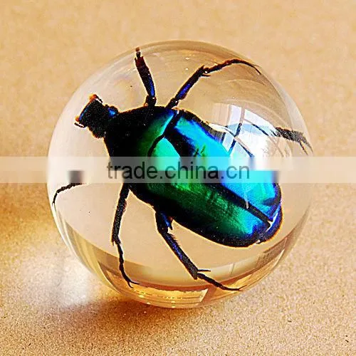 Real bug acrylic bouncing ball