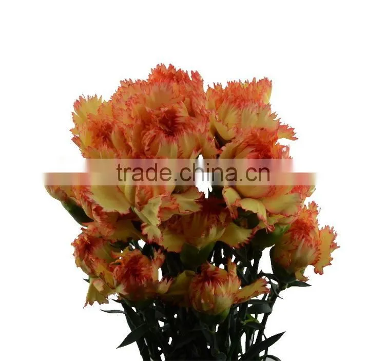 Durable Carnival single stem carnation flower