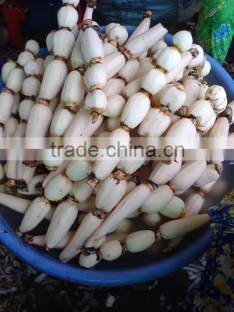 Vietnam lotus root with goos quality and best price