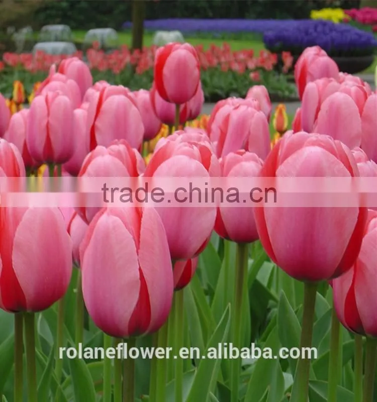 export wedding decorative fresh flower hot pink tulip