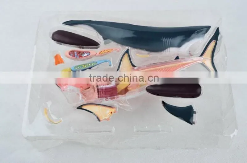 V-AM052 4D MASTER Shark specimens anatomical model