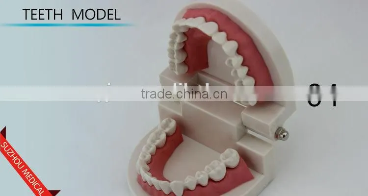 Teeth care model
