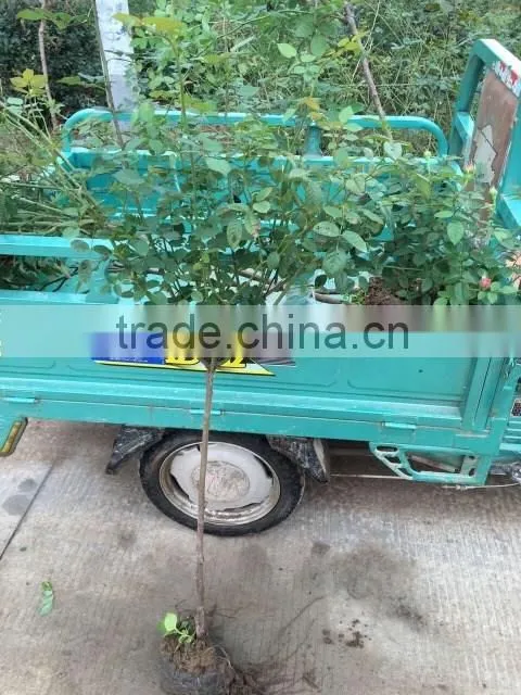Easy survival rose seedling