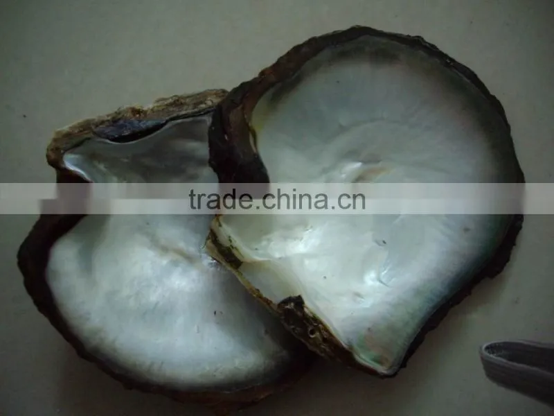 black lip mother of pearl (MOP) raw shell pinctada margaritifera