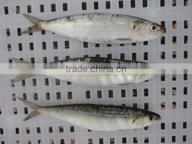 Sardine bait