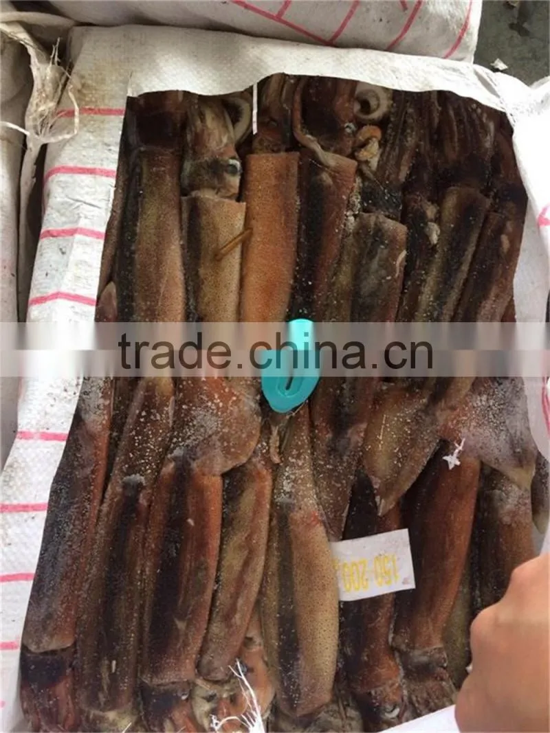 Frozen illex squid