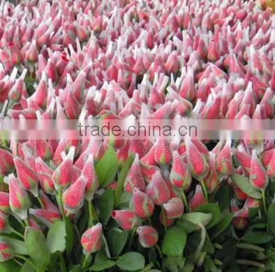 Rose Flower Protective bud Netting