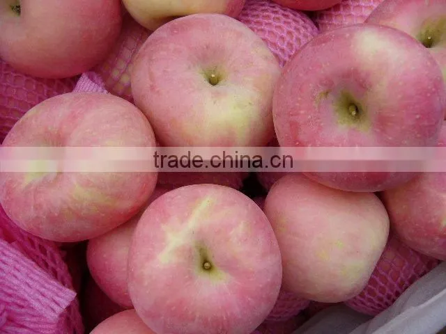 Fuji apple exporter