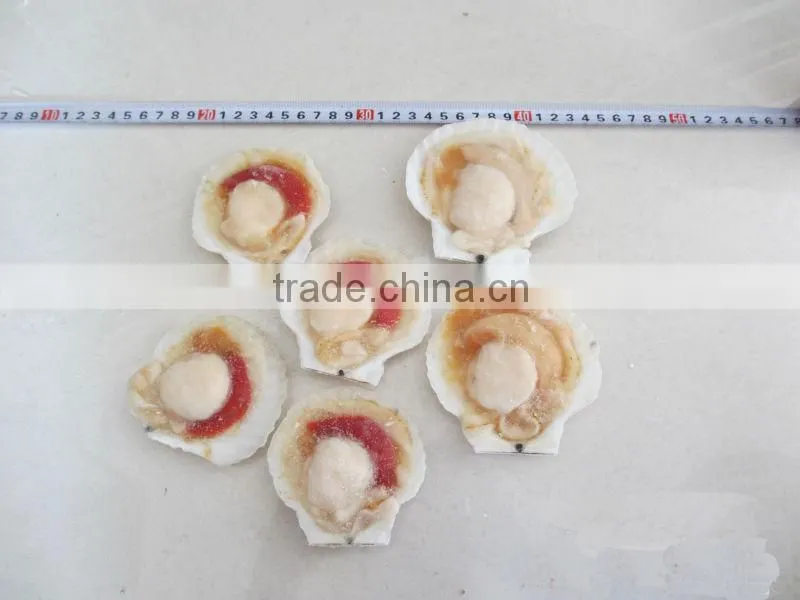 Fresh frozen scallop for sale