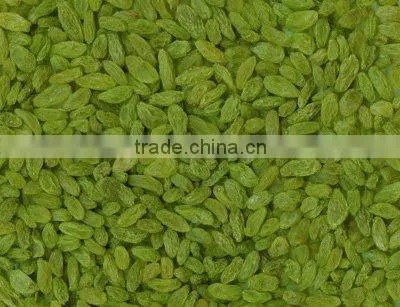 sun drie fresh sweet green raisin with good price