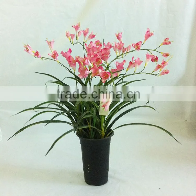 wholesale potted freesia bonsai for table decoration