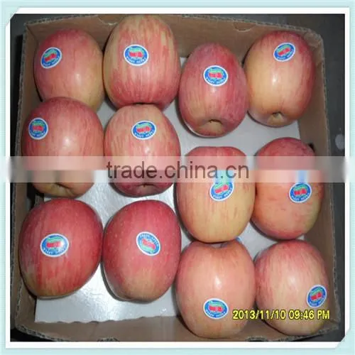 Fresh Apple From China Best Price export