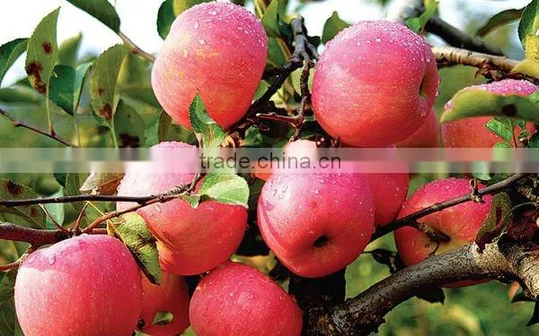 Fresh fuji apple