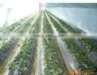 transparent agricultural PE/LDPE/LLDPE film