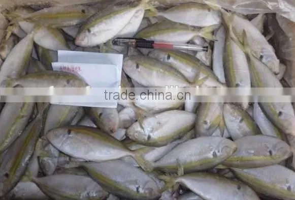 Frozen Gold Line Horse Mackerel/Frozen Horse Mackerel Fish